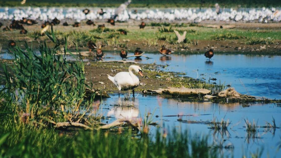 Danube Delta: Boat Tour Through the Water Lily Reserve - An Authentic Peek into the Danube Delta’s Water Lily Reserve