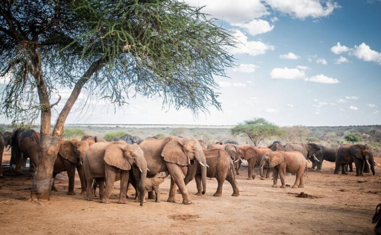 DAY TOUR: DAVID SHELDRICK ELEPHANT TRUST & GIRAFFE CENTER