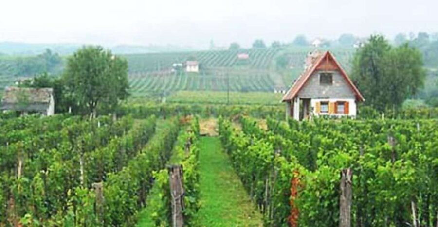 Day Tour of Pécs and with Villány with Wine Tasting - An In-Depth Look at the Itinerary and Destinations