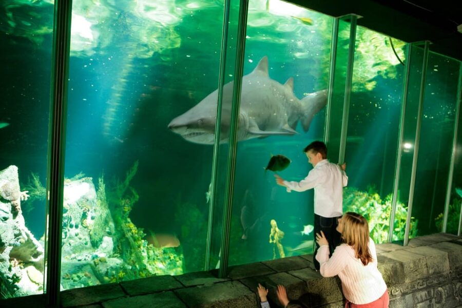 Dingle: Oceanworld Aquarium Admission Ticket - An In-Depth Look at Dingle Oceanworld Aquarium