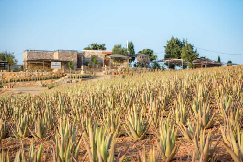 Discover Aloe: A Farm Walk & Workshop - Why Choose This Experience?