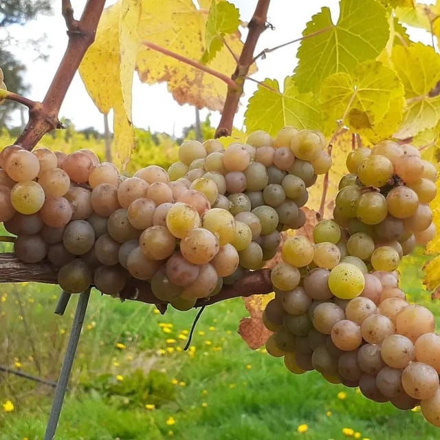 Discover Regenerative Viticulture at Casa Klocker Prambs - Good To Know