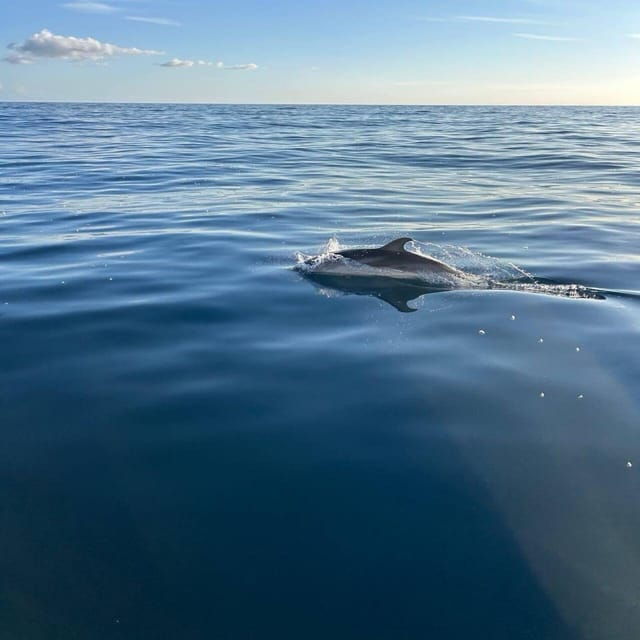Discover Sardinia: Dolphin Watching and Capo Figari Tour