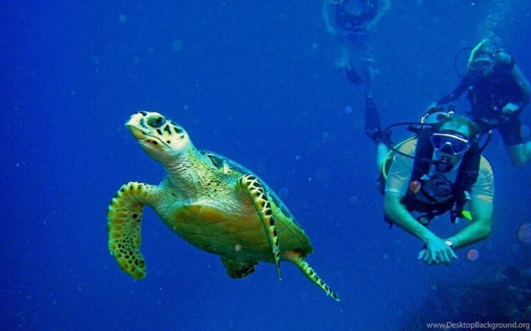 Diving Tour from Alanya & Side with Lunch – 2 Dives Included