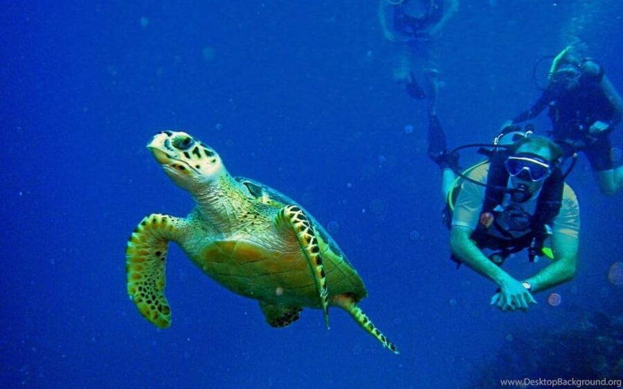 Diving Tour from Alanya & Side with Lunch - 2 Dives Included - An In-Depth Look at the Tour Experience