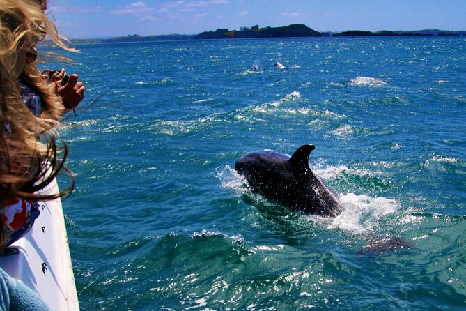 Dolphin Adventure in Sotogrande with Drink Included