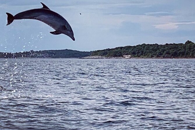 Dolphin Sunrise Adventure with Speedboat