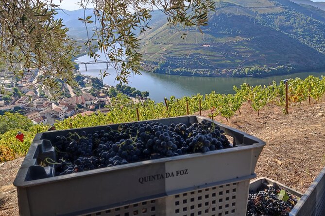 Douro Valley Pinhao Quinta da Foz Tour and Tasting 5 Wines - An In-Depth Look at the Quinta da Foz Experience