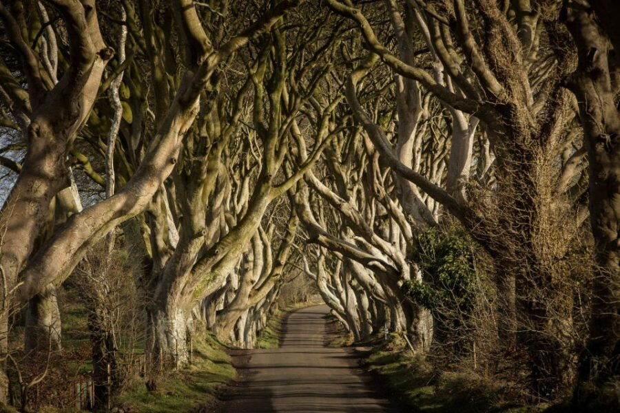 Dublin: Giant's Causeway, Dark Hedges & Titanic Guided Tour - An In-Depth Look at the Tour
