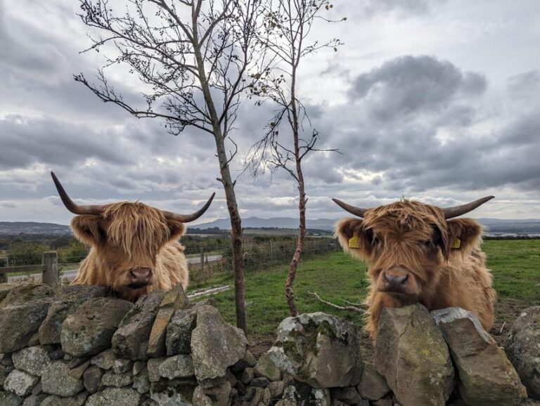 Edinburgh: Harry Potter, Glenfinnan Viaduct & Highland Tour