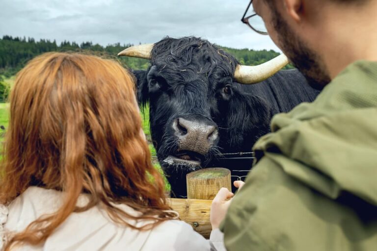 Edinburgh to Scottish Highlands: Whisky, Views & Hairy Coos
