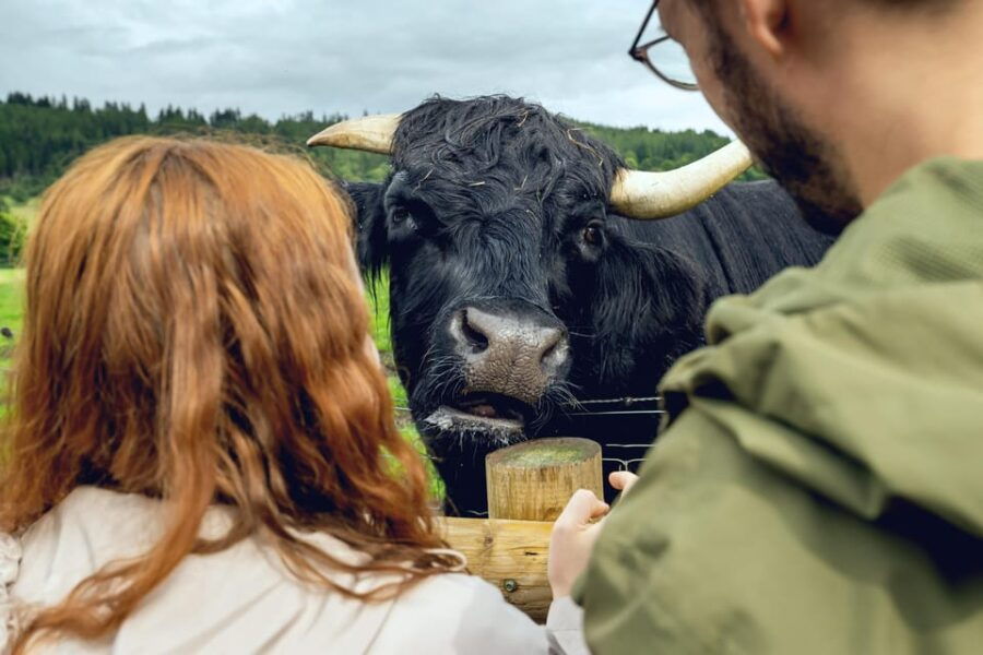Edinburgh to Scottish Highlands: Whisky, Views & Hairy Coos - Exploring the Itinerary in Detail