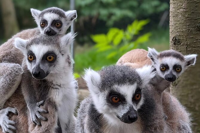 Entry ticket to Hoo Zoo and Dinosaur World in Telford - A Comprehensive Look at Hoo Zoo and Dinosaur World