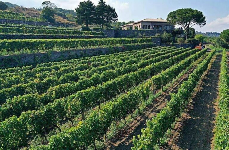 Etna North: Private Trekking and Wine tasting with light lunch