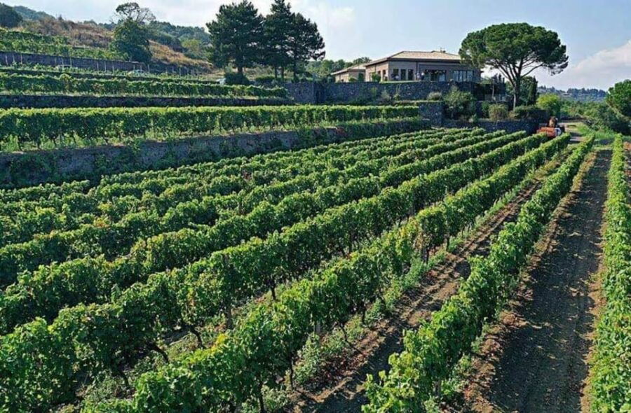 Etna North: Private Trekking and Wine tasting with light lunch - An In-Depth Look at the Tour Experience
