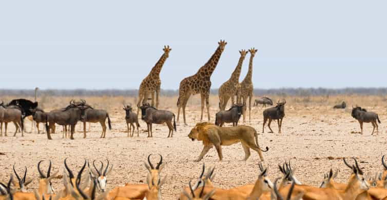 Etosha National Park & Swakopmund Tour - Good To Know