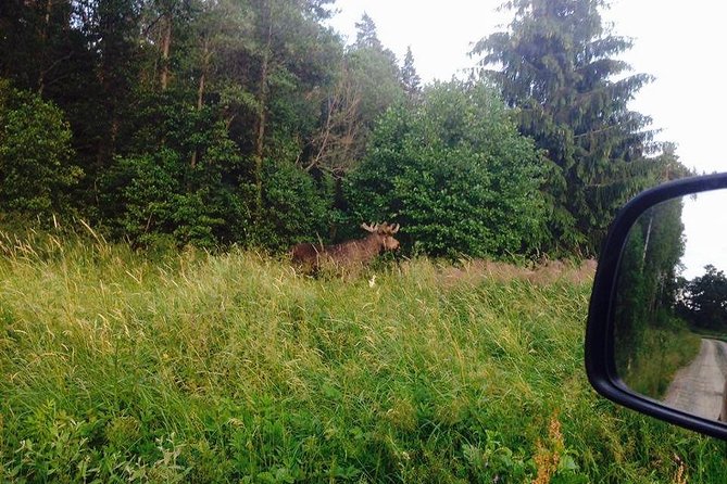 Evening Wildlife Safari from Stockholm - Who Is This Tour Best For?