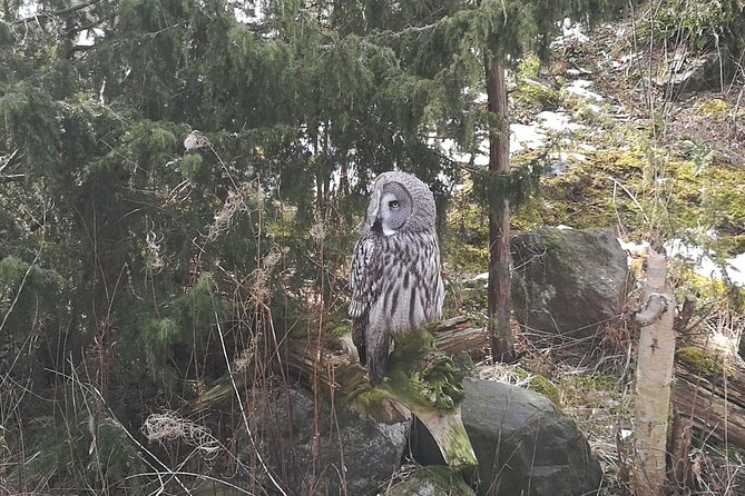 Evening Wildlife Safari with Campfire Dinner from Stockholm - Nature, Education, and Adventure Combined