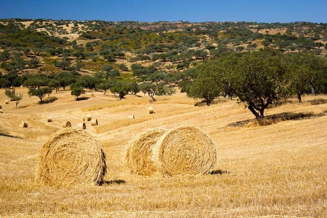 EVORA & MONSARAZ FULL-DAY PRIVATE TOUR with winery, cork & gourmet tavern - An In-Depth Look at the Tour Experience