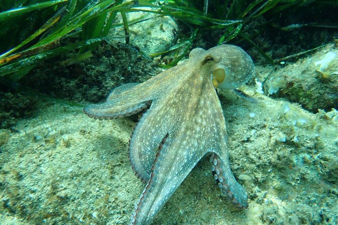 Explore Costa Brava & Tossa de Mar Coastal Trails, Snorkel & Meal