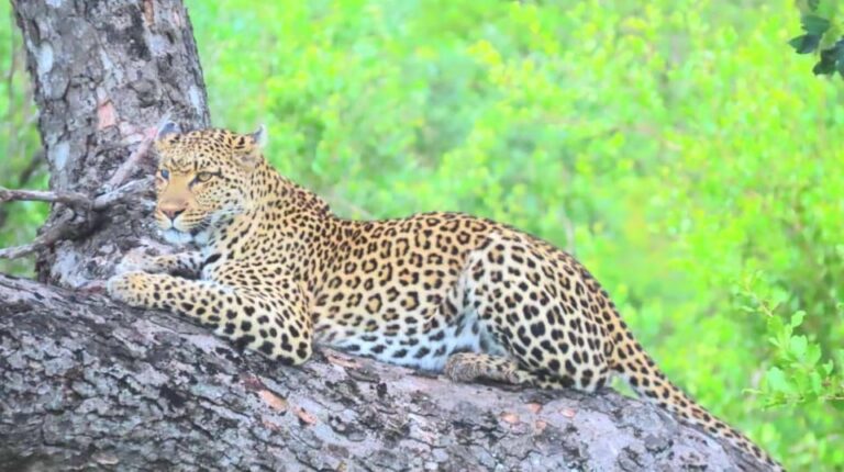 Explore Kruger Park & Sabi Sands for 4 Days & 3 Nights