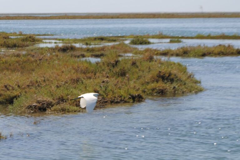 Faro: Ria Formosa Lagoon Small Boat Tour with Local Guide