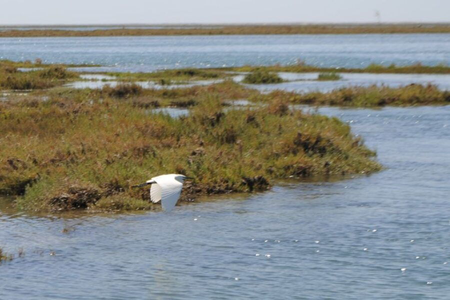 Faro: Ria Formosa Lagoon Small Boat Tour with Local Guide - Good To Know