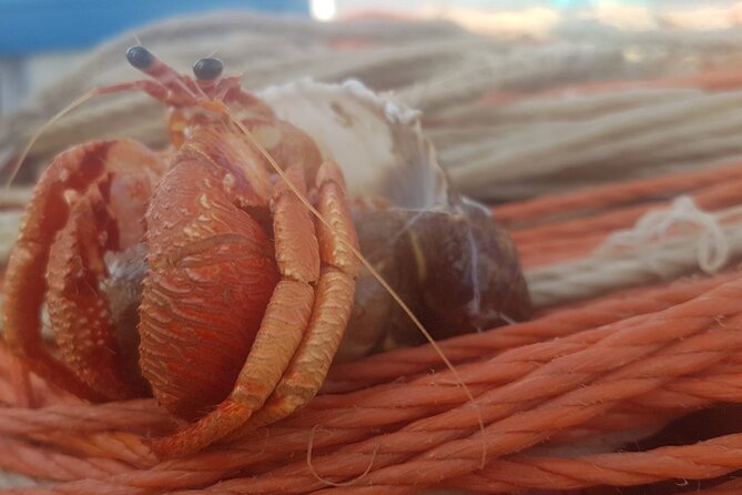 Fishing excursion in the Gulf of Noto for beginners - An In-Depth Look at the Experience