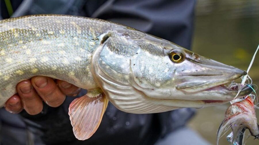 Fishing Guide Southtyrol-Trento: Pike, Perch, Trout - What Makes This Tour Unique