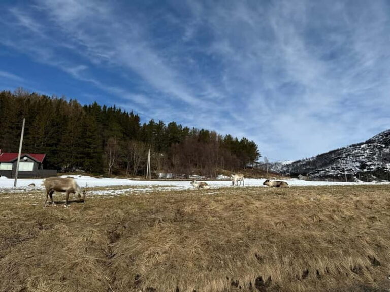 Fjord Foto Tour to Sommaroy (Roadtrip)