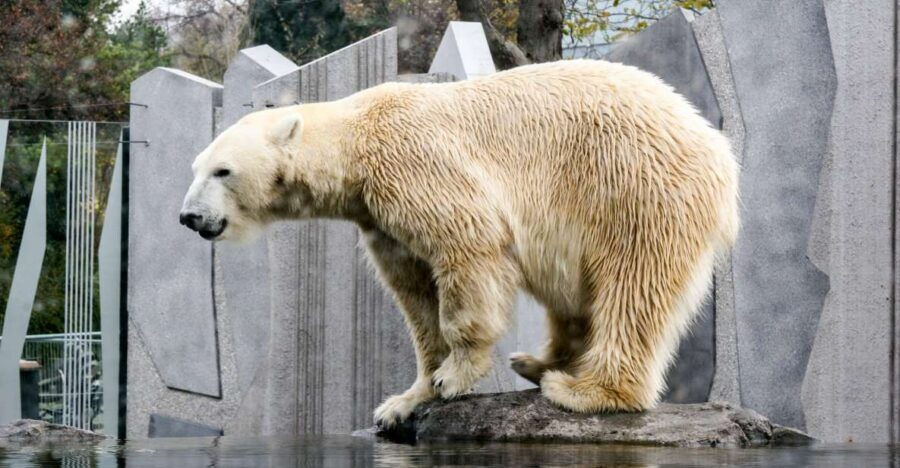 Flexible Private Transport to Schönbrunn Zoo Vienna - Good To Know
