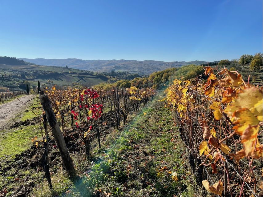 Florence: Hiking Tuscany & Chianti wine 3 wineries and lunch - Why This Tour Is Worth Considering