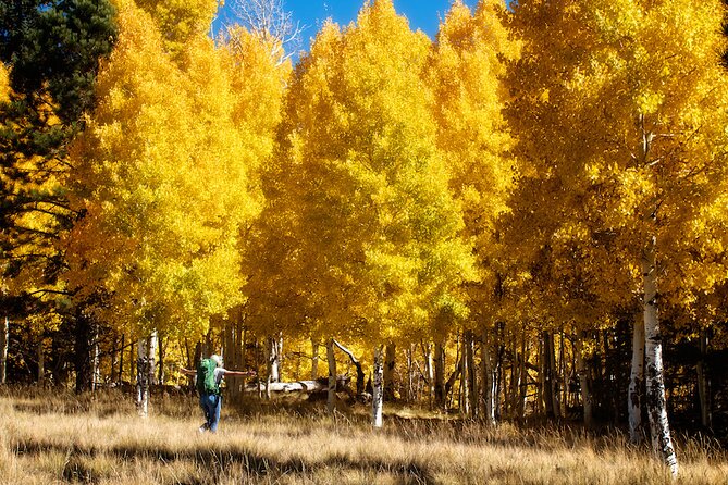 Forest Bathing and Meditation on Mt Lemmon - A Detailed Look at the Forest Bathing and Meditation Experience