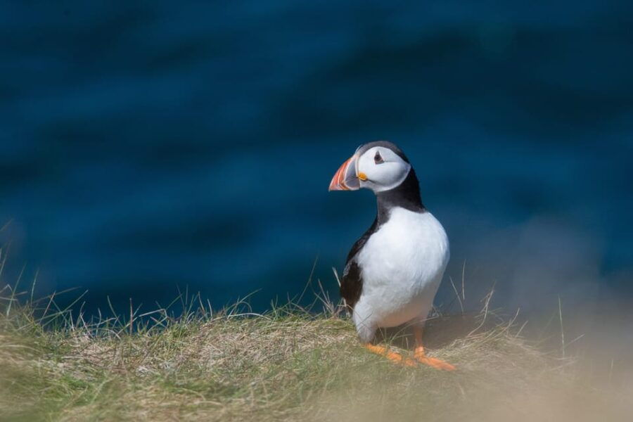 From Aberdeen: North East Coastal Trail Small-Group Tour - A Deep Dive into the Experience
