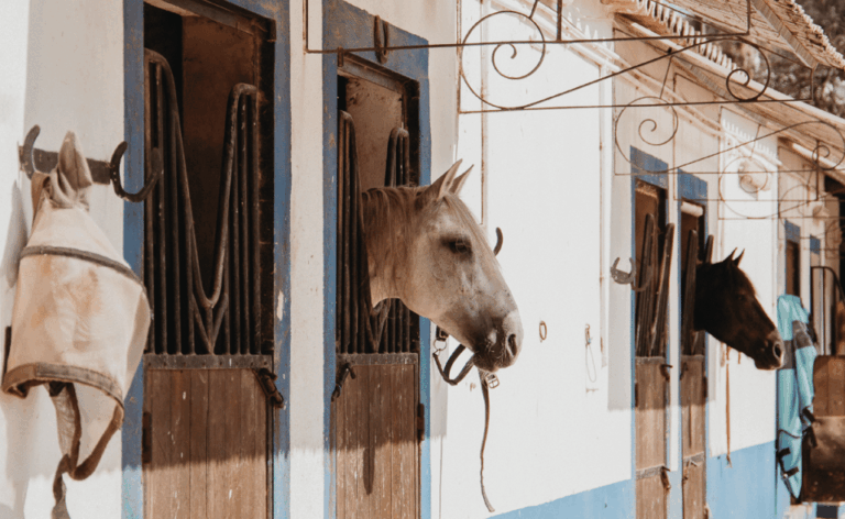From Albufeira: Horse Riding Tour with Pickup