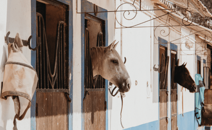 From Albufeira: Horse Riding Tour with Pickup - Who Would Love This Experience?