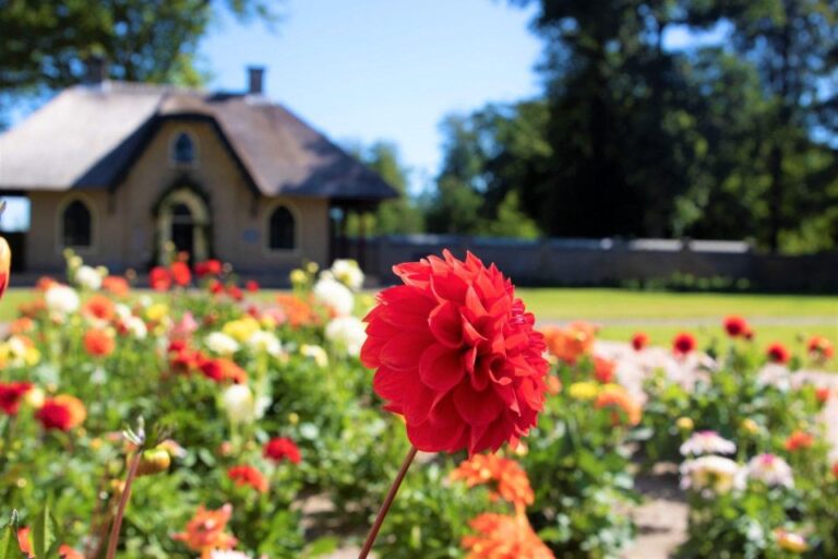 From Amsterdam: Holland Flower and Windmill Tour – summer ed
