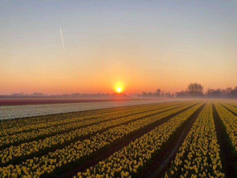 From Amsterdam: The Tulip Sunset Tour with Dinner