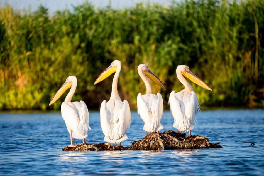 From Bucharest: Day Trip to Danube Delta - What’s Included and What’s Not