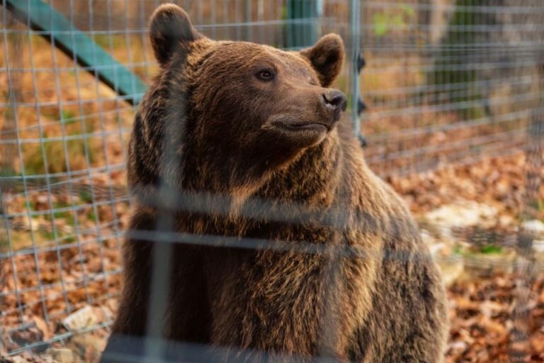 From Bucharest: Dracula’s Castle & Bear Sanctuary Adventure