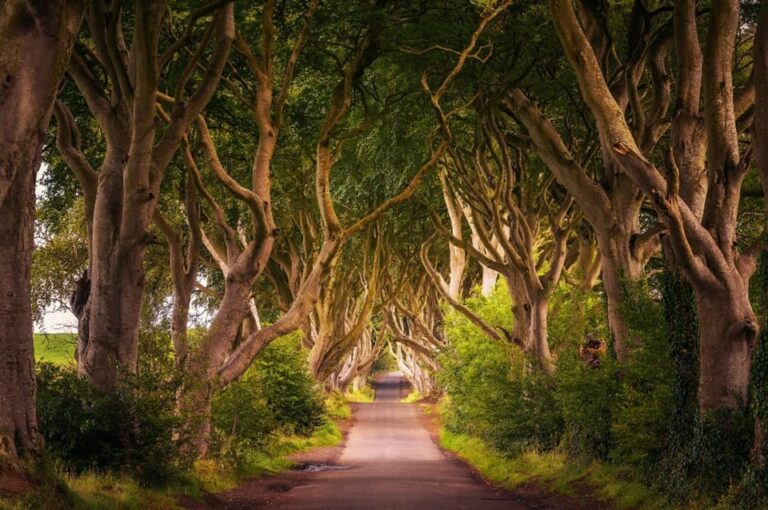 From Dublin: Giant’s Causeway, Dark Hedge & Belfast Tour