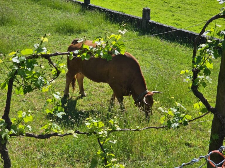 From Fafe: Full-day Tour in Gerês National Park