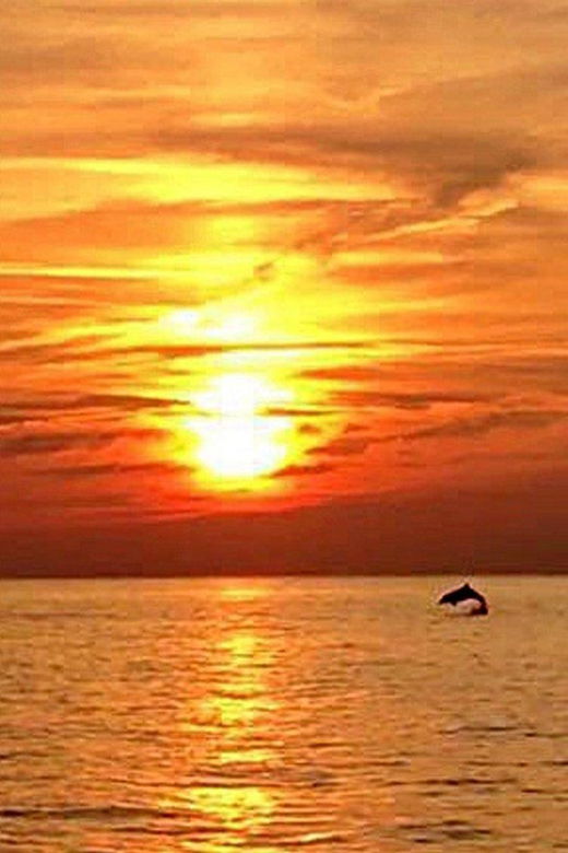 From Fazana: Dolphin watching sightseeing cruise at sunset