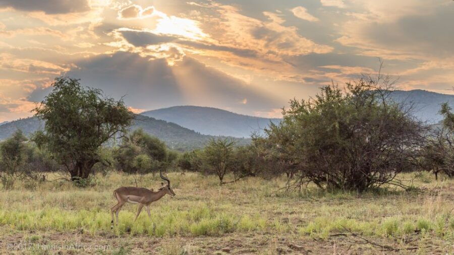 From Johannesburg: Pilanesberg National Park Safari - Why This Tour Is Worth Considering