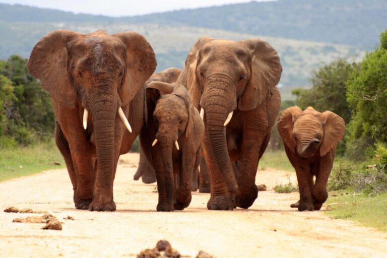 From Johannesburg: Pilanesberg Wildlife Safari