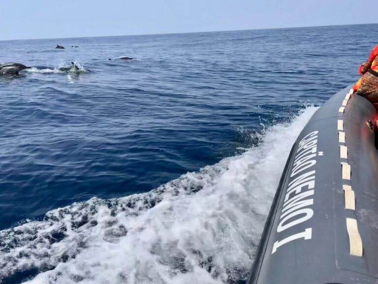 From Lagoa: Dolphins & Ponta da Piedade with biologist guide