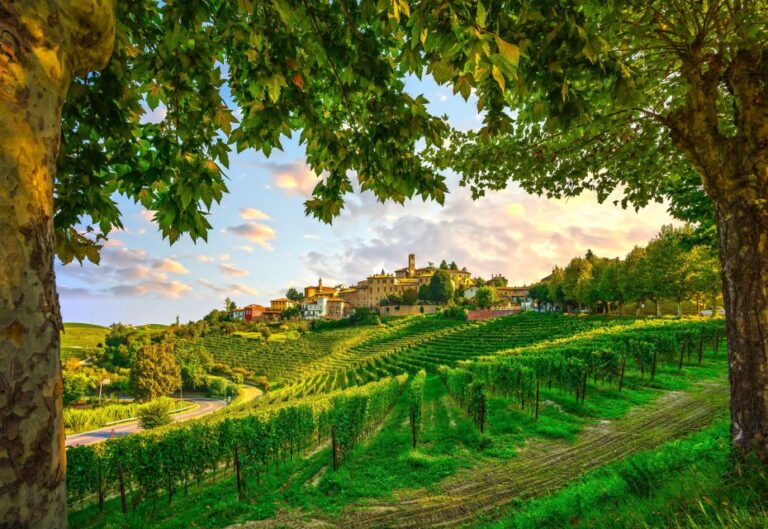 From Milan: Barolo Wine Tasting, Alba Tour and Castle Visit