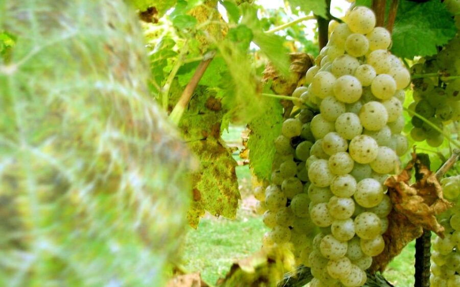 From Naples: Pompeii, Vesuvius, Wine Tasting & Light Lunch - An In-depth Look at the Pompeii, Vesuvius, and Wine Tour