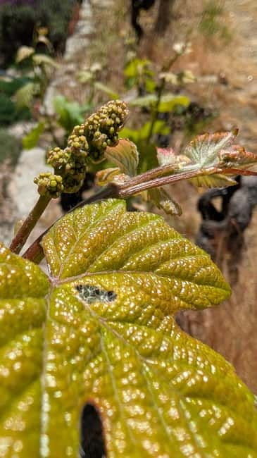 From Porto: 2 Wine Regions, Farm-to-Table Lunch & Boat - The Experience in Detail