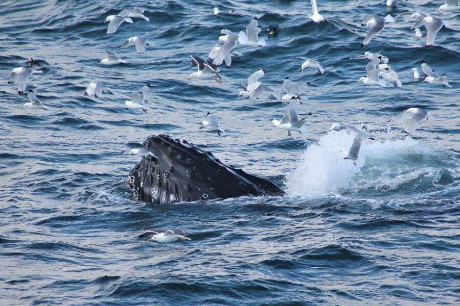From Reykjavik: Whale Watching Tour - In-Depth Review of the Whale Watching Experience